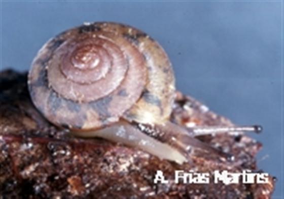 Moreletina vespertina (Morelet, 1860)